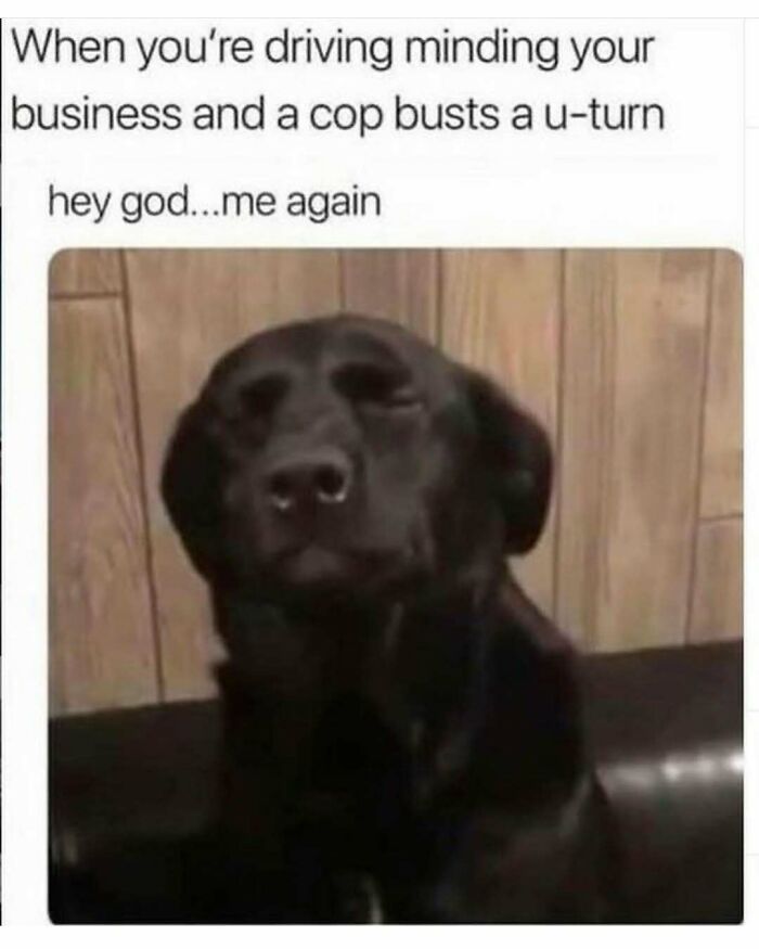 Black dog with a humorous caption about driving and encountering a police u-turn, adding a lighthearted touch to car memes.