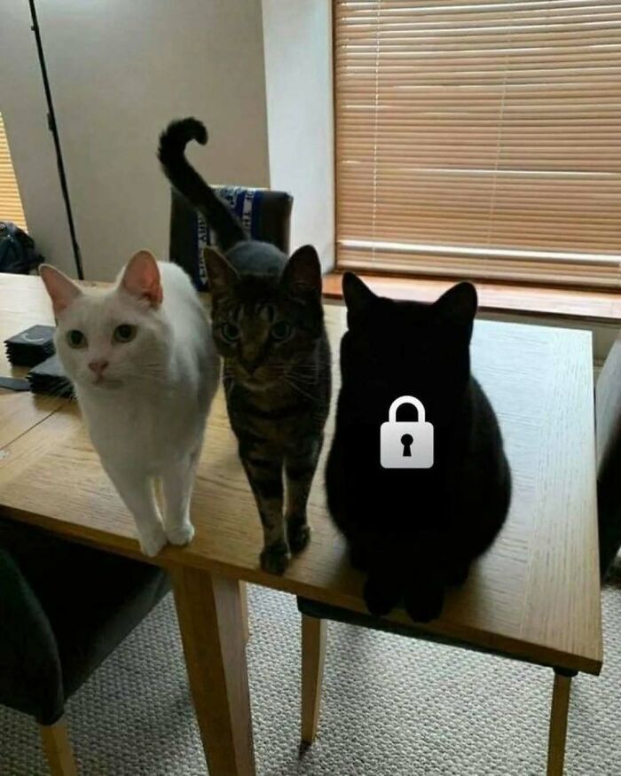 Three cats sitting on a table, including a white, striped, and a black cat with a lock symbol overlay.