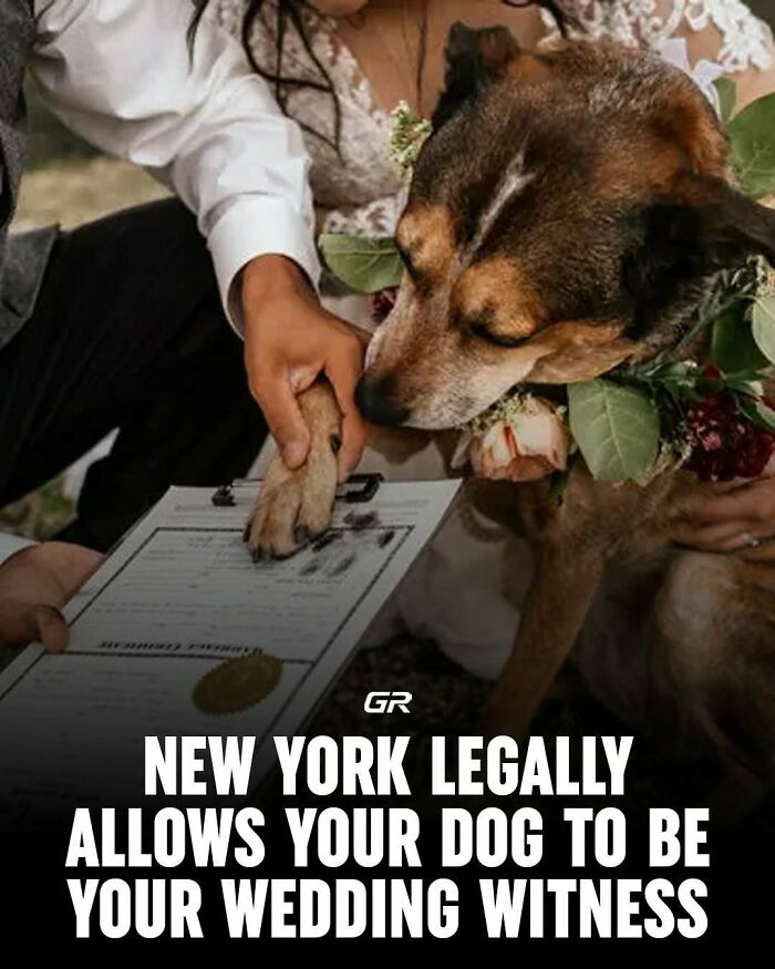 Dog in floral collar holds paw on wedding certificate with a couple, showcasing interesting facts about wedding witnesses.