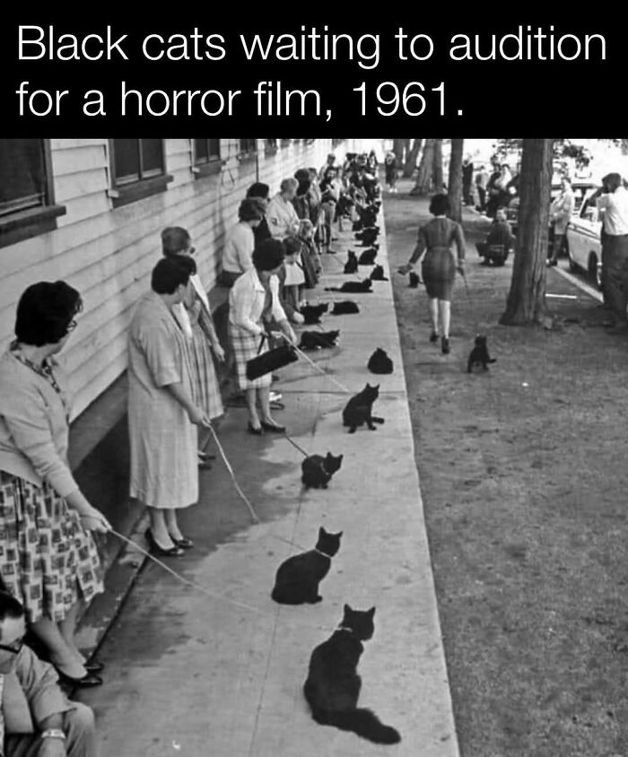 Black cats lined up for a 1961 horror film audition. Historical and interesting moment in casting.
