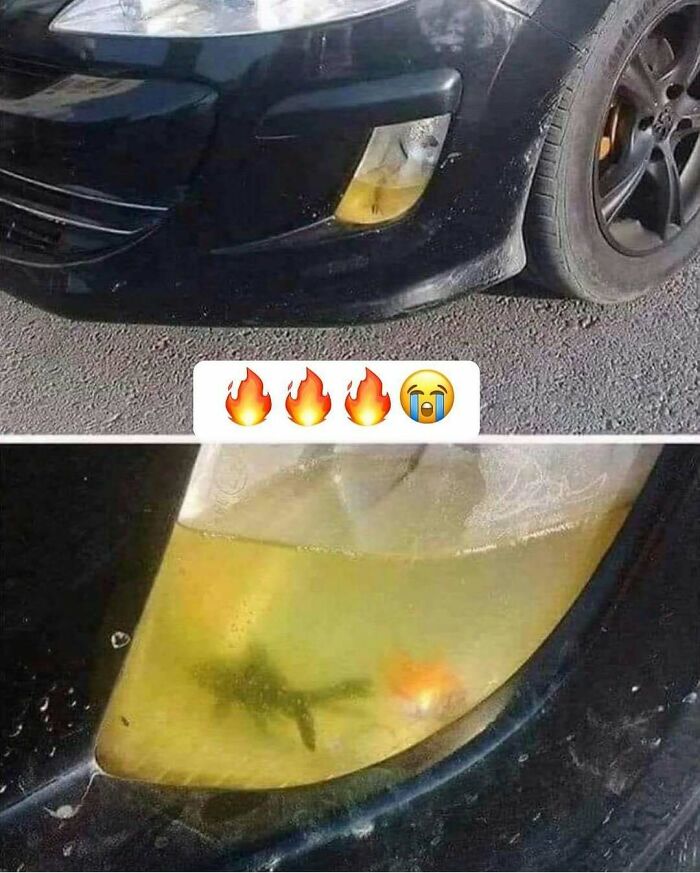 Car meme with a goldfish inside the headlight, adding humor to the automotive scene.