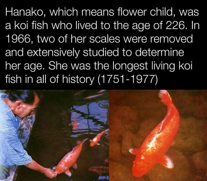 Man observing koi fish Hanako, known for being the longest living koi in history, aged 226.