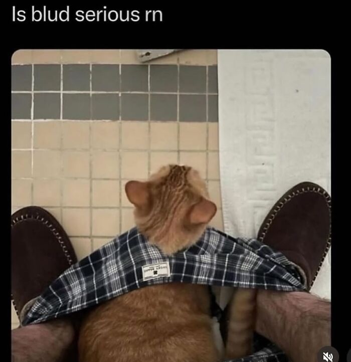 Cat sitting in pants around legs, creating a funny meme moment in a bathroom setting.