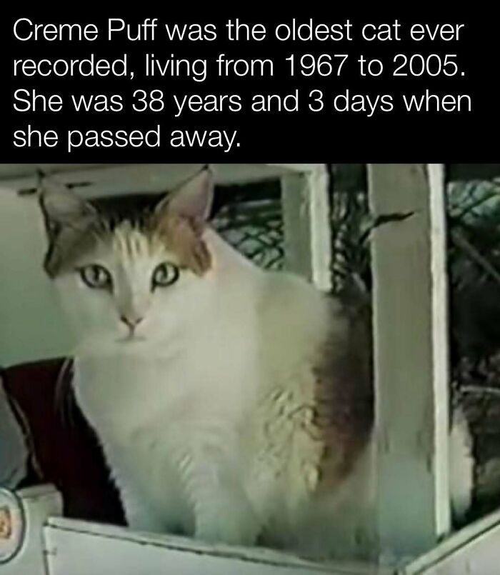 Oldest cat in recorded history, Creme Puff, lived 38 years, from 1967 to 2005, sitting on a shelf.
