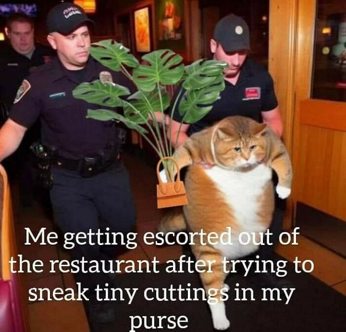 Cat being carried by police with plant edit, humor for plant owners.