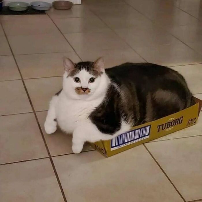 Chunky cat confidently sitting in a small cardboard box, bringing smiles and lifting spirits.
