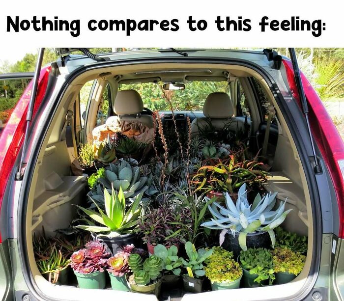 Car trunk filled with various potted plants, capturing a plant owner's joy.