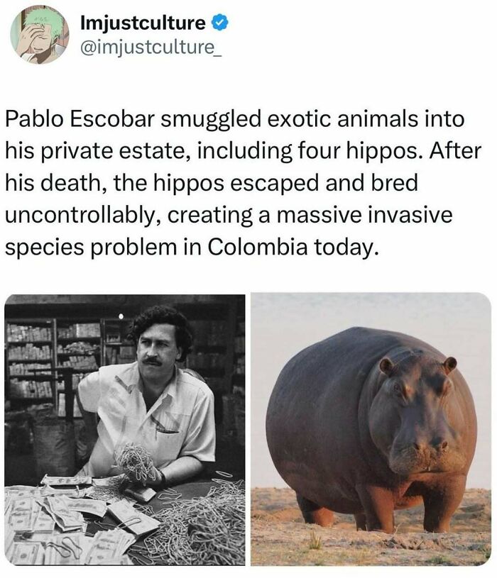 Man with money and hippo illustrating interesting facts about invasive species in Colombia.