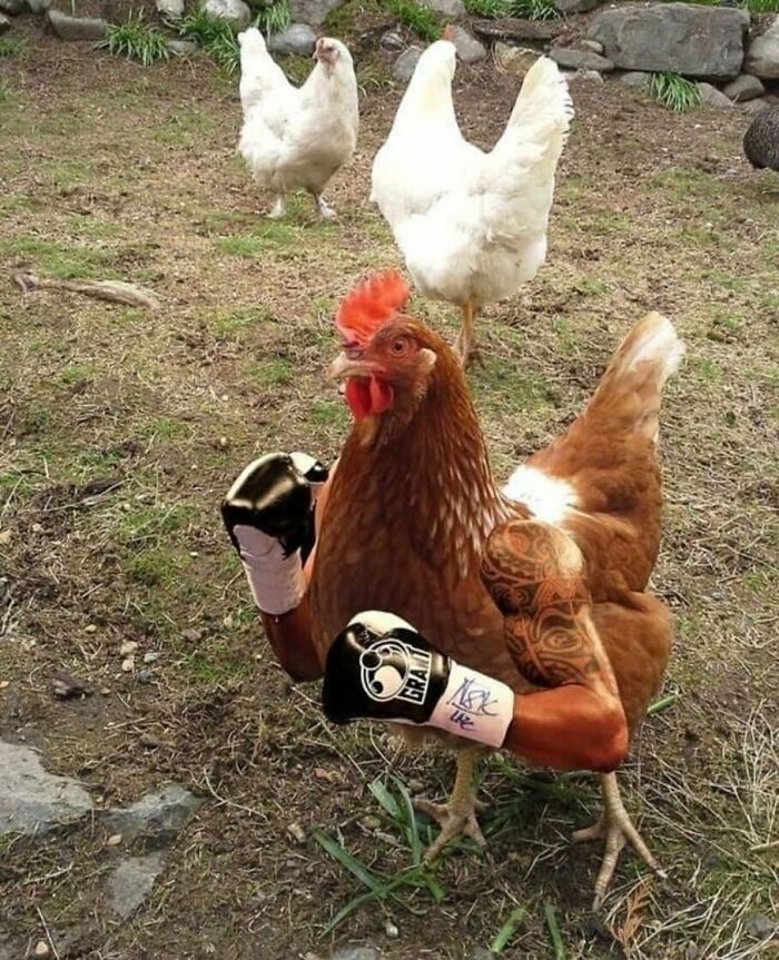 Chicken in boxing gloves with tattoos in a funny IG post.