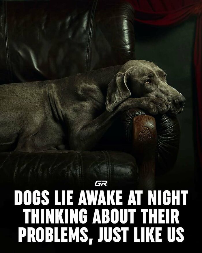 Grey dog resting on a leather chair, appearing thoughtful at night.