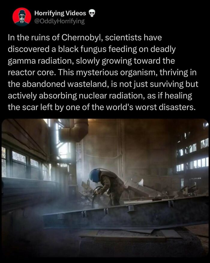 Person in protective gear inspecting Chernobyl site, related to oddly horrifying black fungus feeding on gamma radiation.