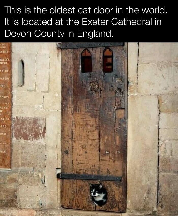 Oldest cat door at Exeter Cathedral, Devon, England, with cat peeking through historic wooden door.