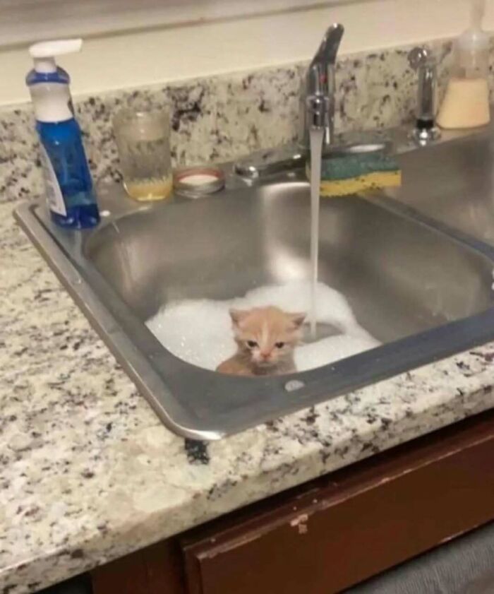 Kitten in a sink filled with bubbles, under a running tap, bringing smiles and raising spirits.