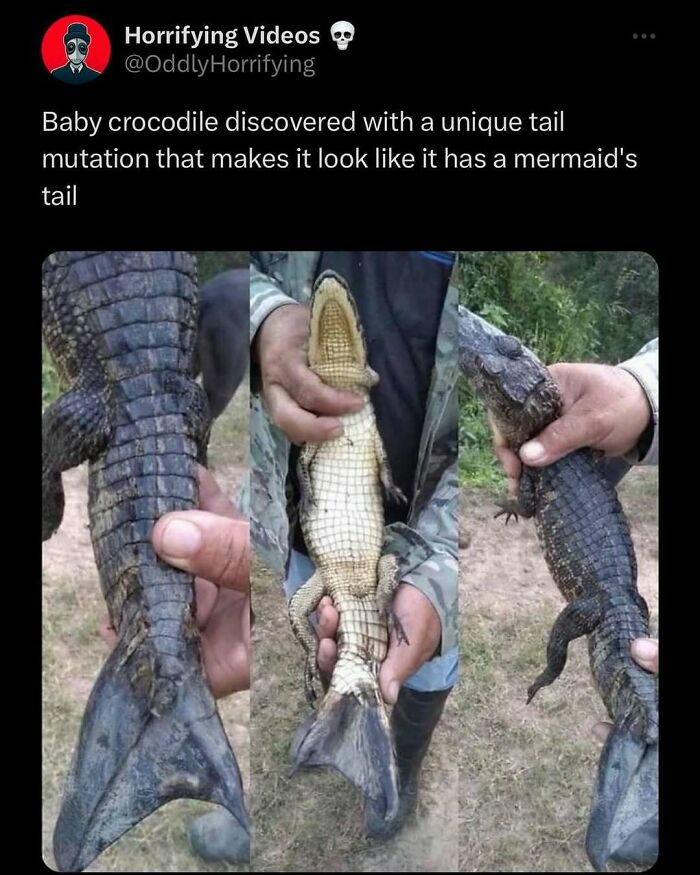 Baby crocodile with a tail mutation resembling a mermaid's tail, showcasing an oddly horrifying appearance.