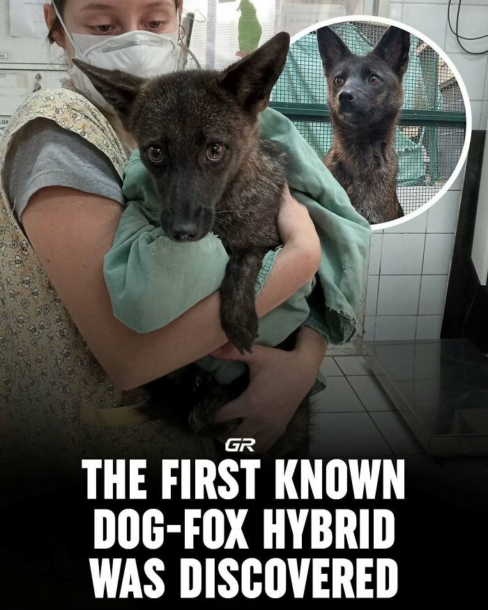A vet holding the first known dog-fox hybrid, showcasing a rare animal discovery.