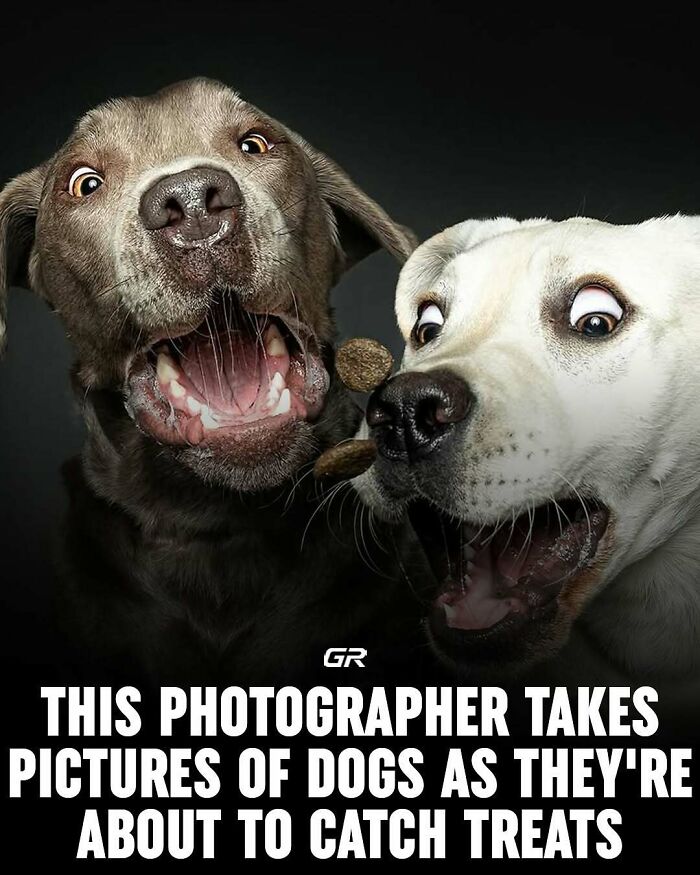 Two dogs with surprised expressions capture treats mid-air.