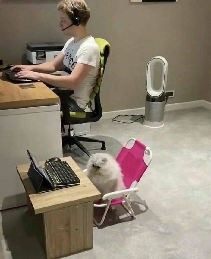 Cat sitting on a pink chair with a keyboard, next to a person working at a desk, creating a humorous scene.