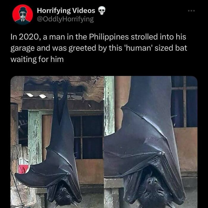Giant bat hanging in a garage, described as human-sized, creating an unnerving scene.