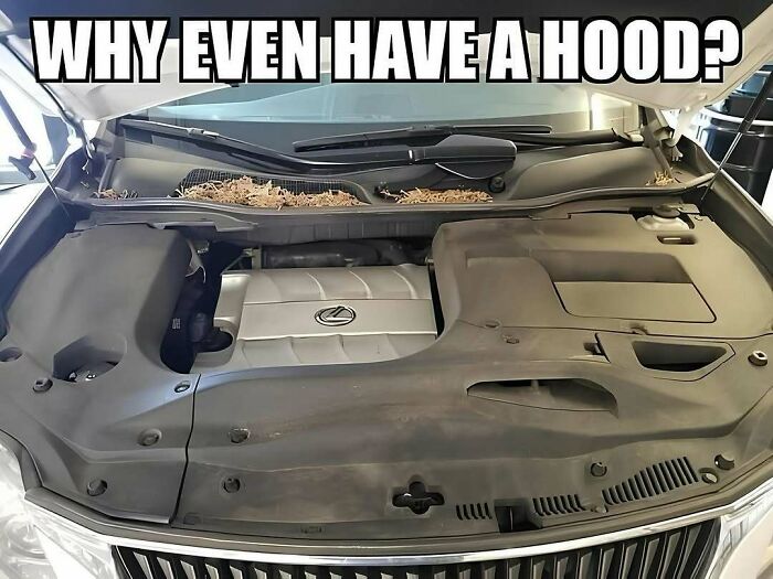 Open car hood with leaves inside, showcasing a humorous engine cover meme.
