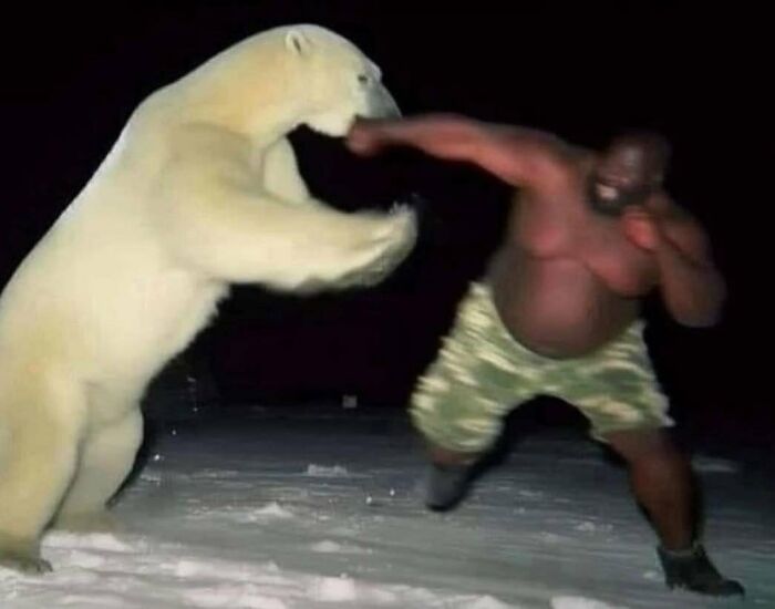 Man in shorts playfully boxing with a polar bear at night, showcasing literally the hardest posts.