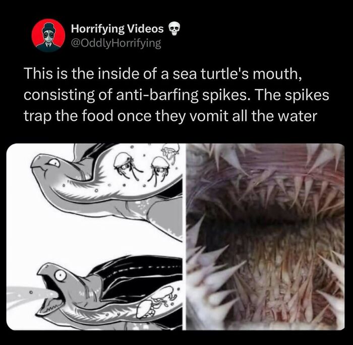 Oddly horrifying image showing a sea turtle's mouth with spikes, designed to trap food after expelling water.