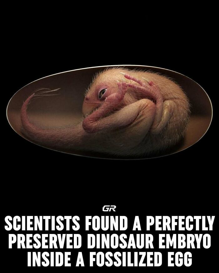 Preserved dinosaur embryo in fossilized egg, showcasing interesting facts about prehistoric discoveries.