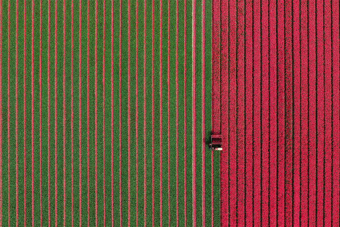 Aerial image showing a tractor working between vibrant green and red flower fields in a geometric pattern.