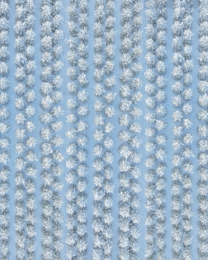 Aerial image showing rows of snow-covered trees in a winter landscape captured from above for unique perspective.
