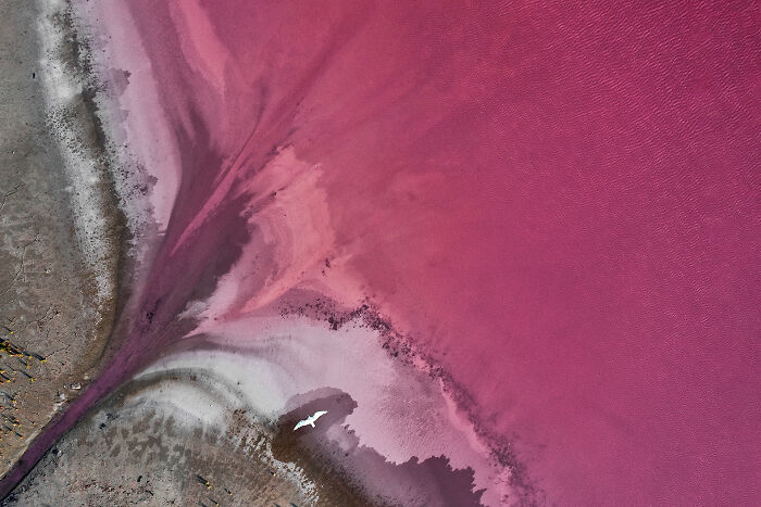 Aerial image showing contrasting pink and brown earth tones with a white bird flying near the shoreline.
