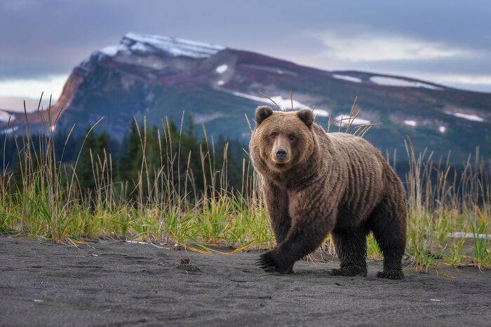 Wildlife photo of a brown bear walking on a sandy terrain with mountains and grass in the background, showcasing nature’s wonders.