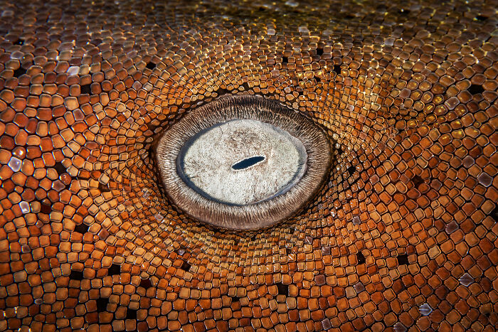 Close-up of a reptile's eye with textured scales, highlighting stunning wildlife and nature’s wonders.