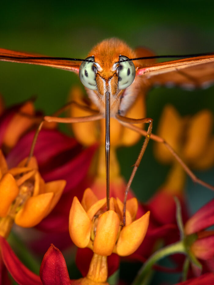 Close-up of a butterfly feeding on vibrant orange and red flowers, highlighting nature's wonders in wildlife photography.