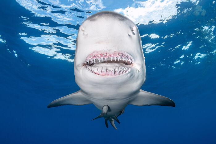 A shark swimming underwater, showcasing nature's wonders with its open mouth and sharp teeth.