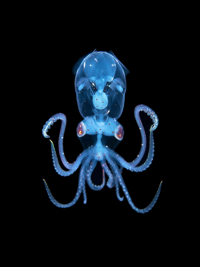 Translucent octopus showcasing nature's wonders in vibrant marine setting by Kat Zhou.