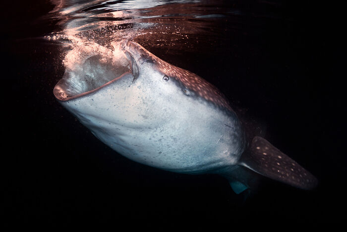 Whale shark underwater with mouth open, capturing the wonders of nature in stunning wildlife photography.