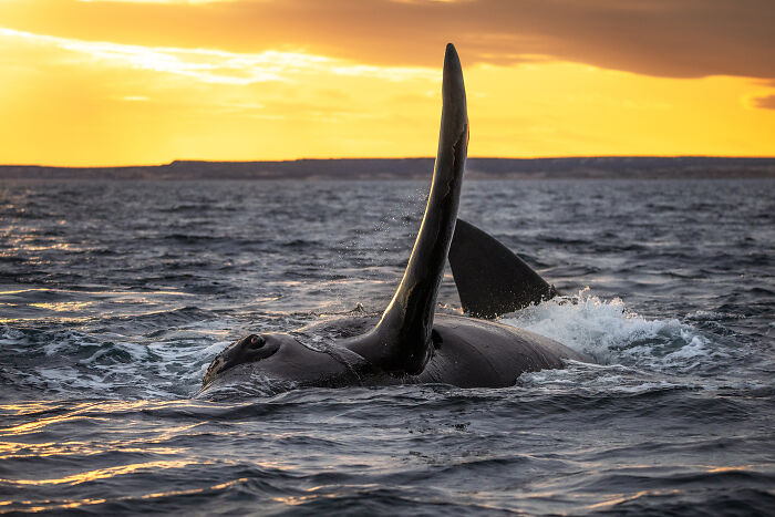 Orca swimming in ocean at sunset, showcasing stunning wildlife and nature's wonders.