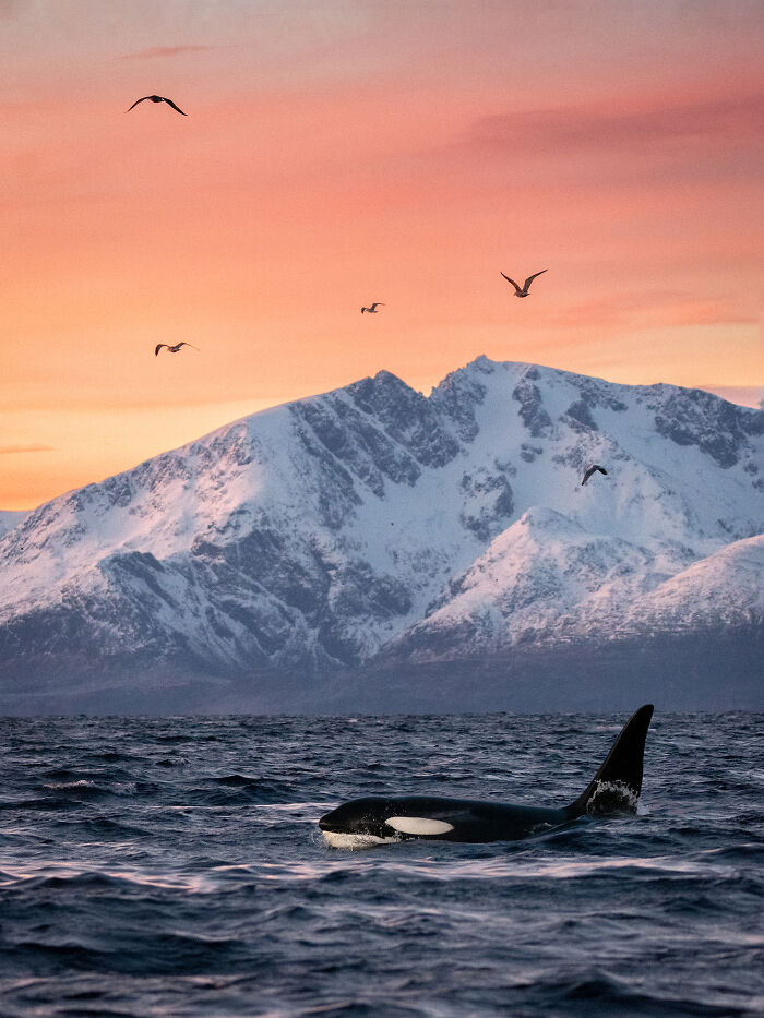 Orca swimming with snowy mountains and birds at sunset, showcasing nature's wonders.