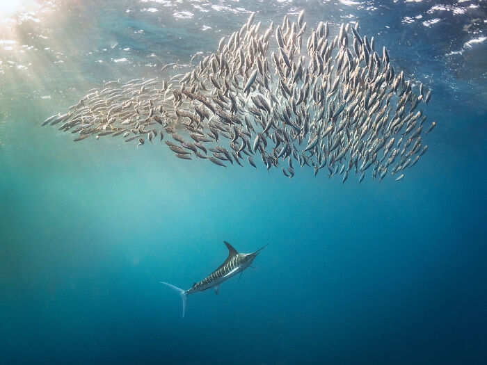 Majestic wildlife photo of a marlin chasing a swirling school of fish underwater.