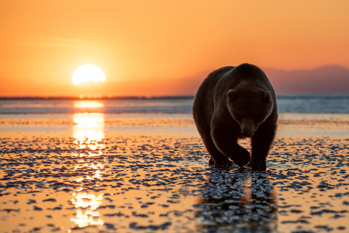 Bear walking along a beach during sunset, capturing stunning wildlife and nature's wonders.