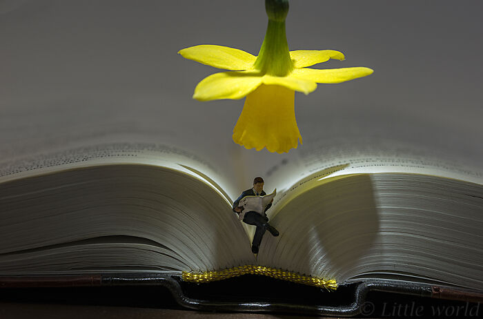 Miniature figure reading a book under a large yellow flower, showcasing secret worlds.