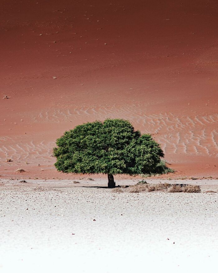 Aerial view of a solitary green tree in a vast desert landscape, a captivating drone photograph by Dimitar Karanikolov.