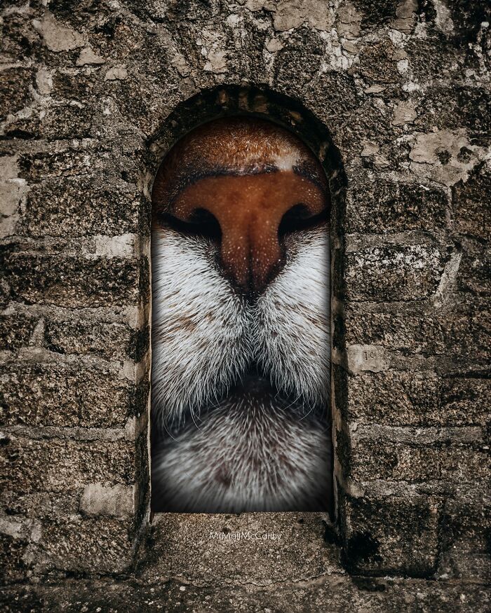 Giant cat nose art cleverly integrated into a stone wall, creating an adorably unsettling visual.