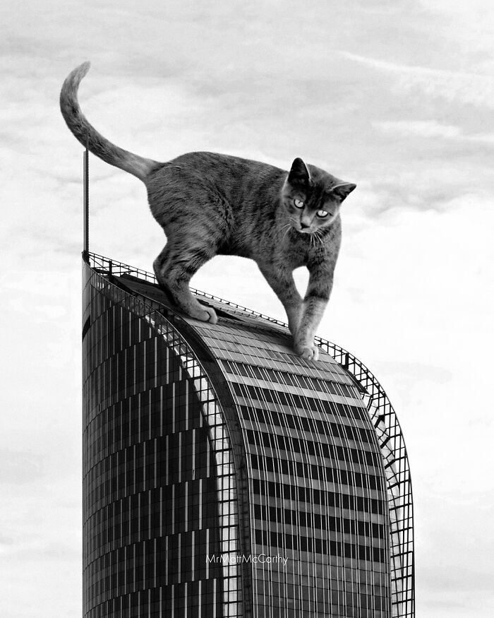 Giant cat atop skyscraper, showcasing adorably unsettling surreal art piece by artist.