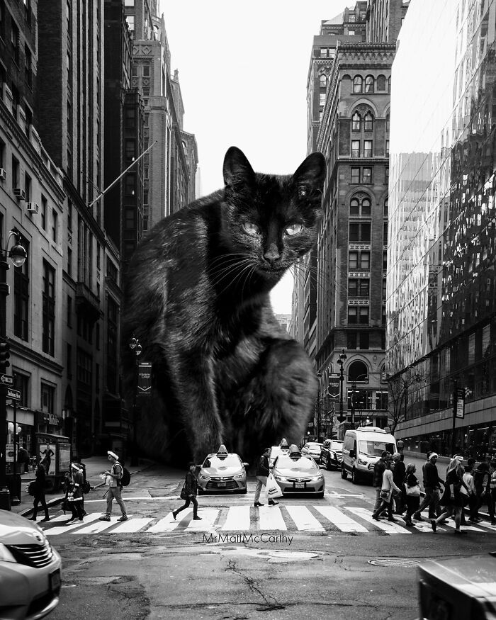 Giant cat art piece towering over city street, creating an adorably unsettling scene.