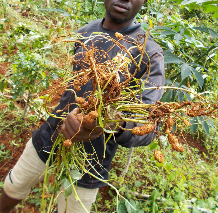 Man holding freshly harvested peanuts with roots in a green farm setting, showing obvious things just become aware of.