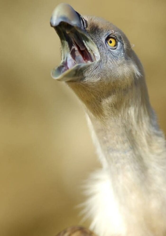 1. I’ve Discovered An Effective Method To Get Animals To Yawn, And Here Are The Results (27 Pics)