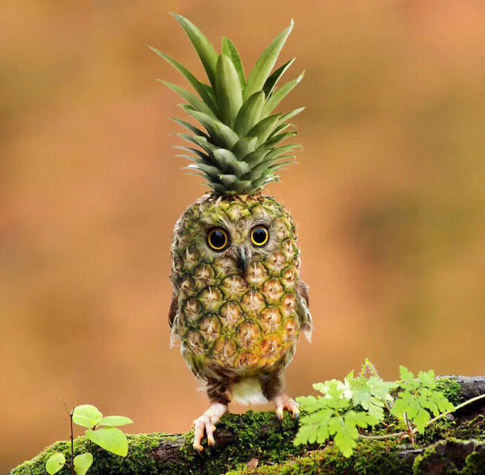 Pineapple Owl