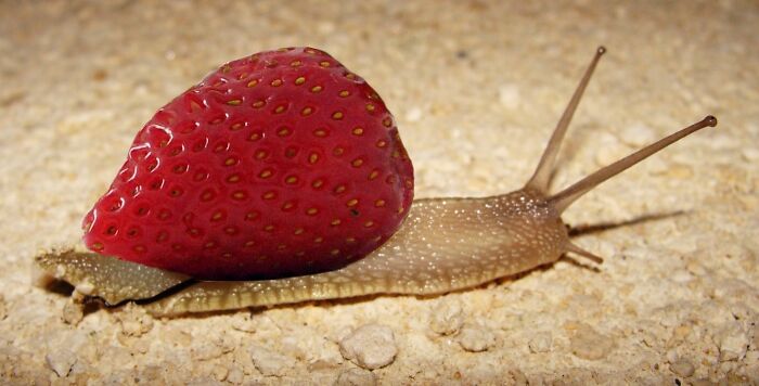 Strawberry Snail
