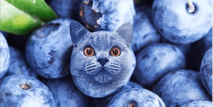 Blueberry Cat