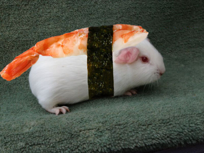 Sushi Hamster